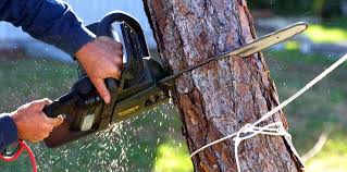 West Athens, CA Tree Removal and Landscaping Services Company